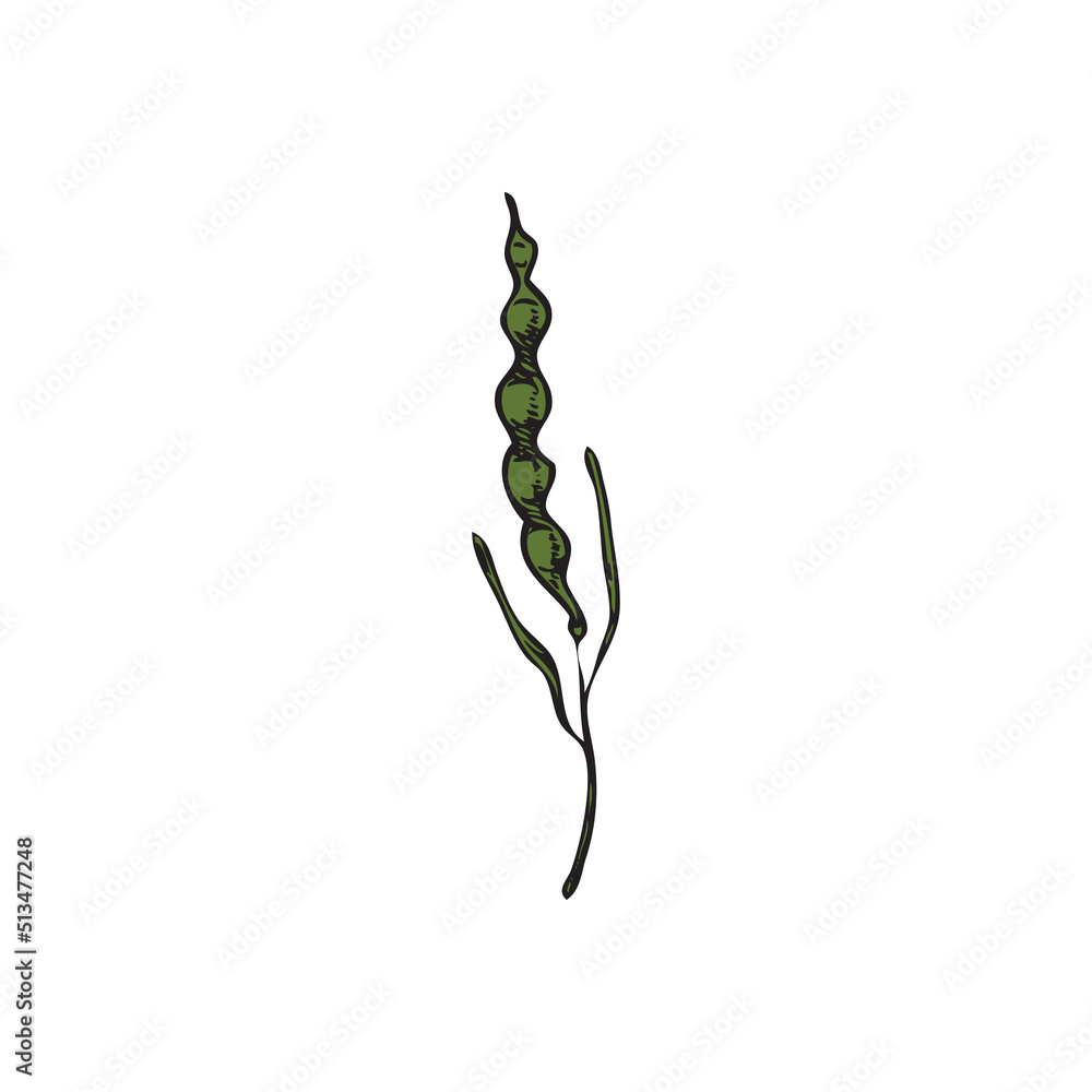 Hand drawn green leaf of canola or mustard plant, sketch vector illustration isolated on white background. Hand drawn green leaf of canola or mustard plant, sketch vector illustration isolated on white background.