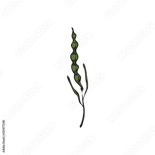 Hand drawn green leaf of canola or mustard plant, sketch vector illustration isolated on white background.