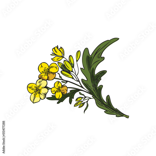 Mustard plant branch with yellow flowers, engraving vector illustration isolated.