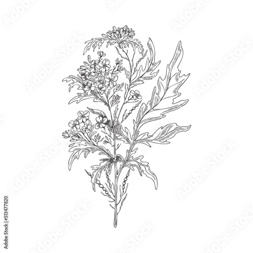 Hand drawn monochrome mustard plant sketch style