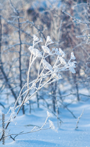 Frozen and snow covered twigs of field grass at sunny winter day. Beautiful winter landscape season. frost beauty grass on nature background
