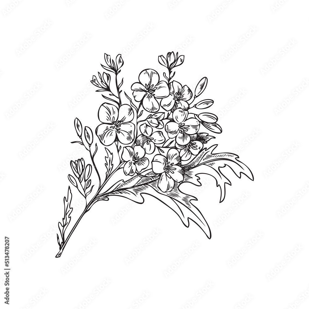 Branch of blooming mustard plant, hand drawn vector illustration isolated. Branch of blooming mustard plant, hand drawn vector illustration isolated.