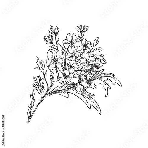 Branch of blooming mustard plant, hand drawn vector illustration isolated.