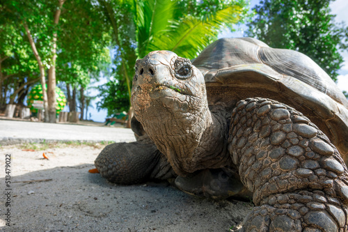 Portrait of an old Aldabra giant tortoise photo