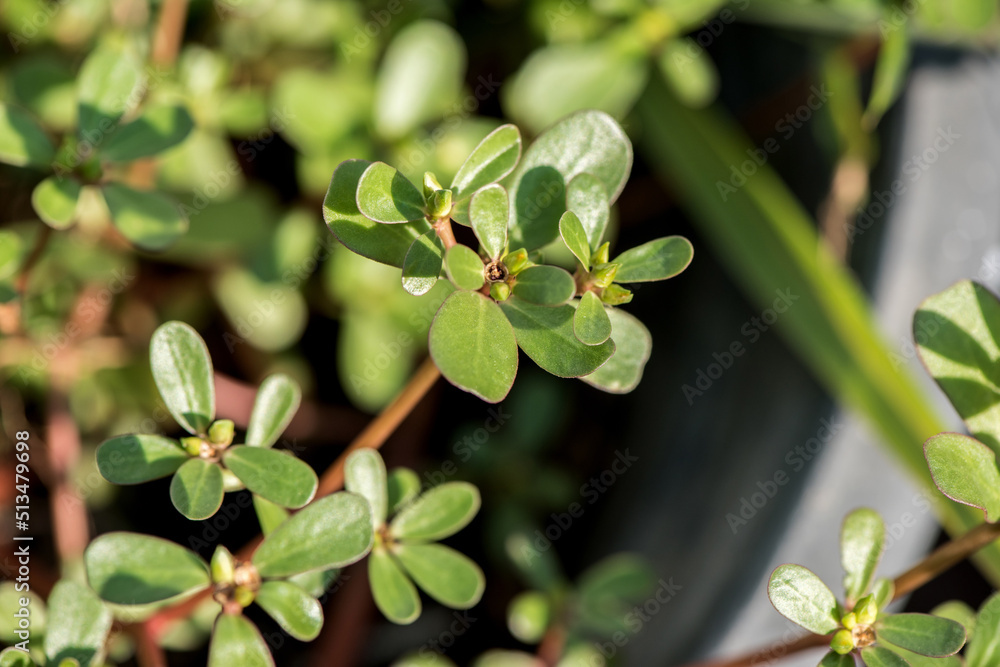 Purslane branch green leaves on nature background. Purslane branch green leaves on nature background.