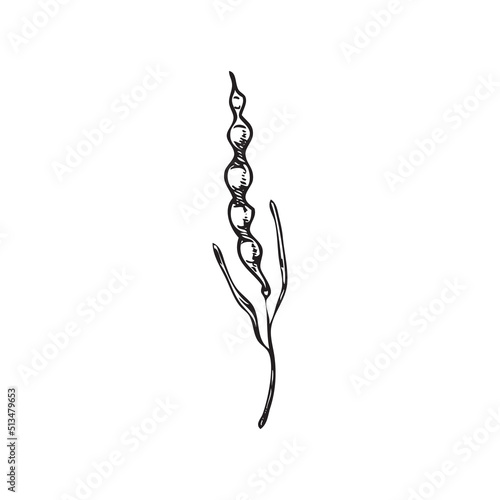 Mustard plant pod with seeds, hand drawn engraving vector illustration isolated.