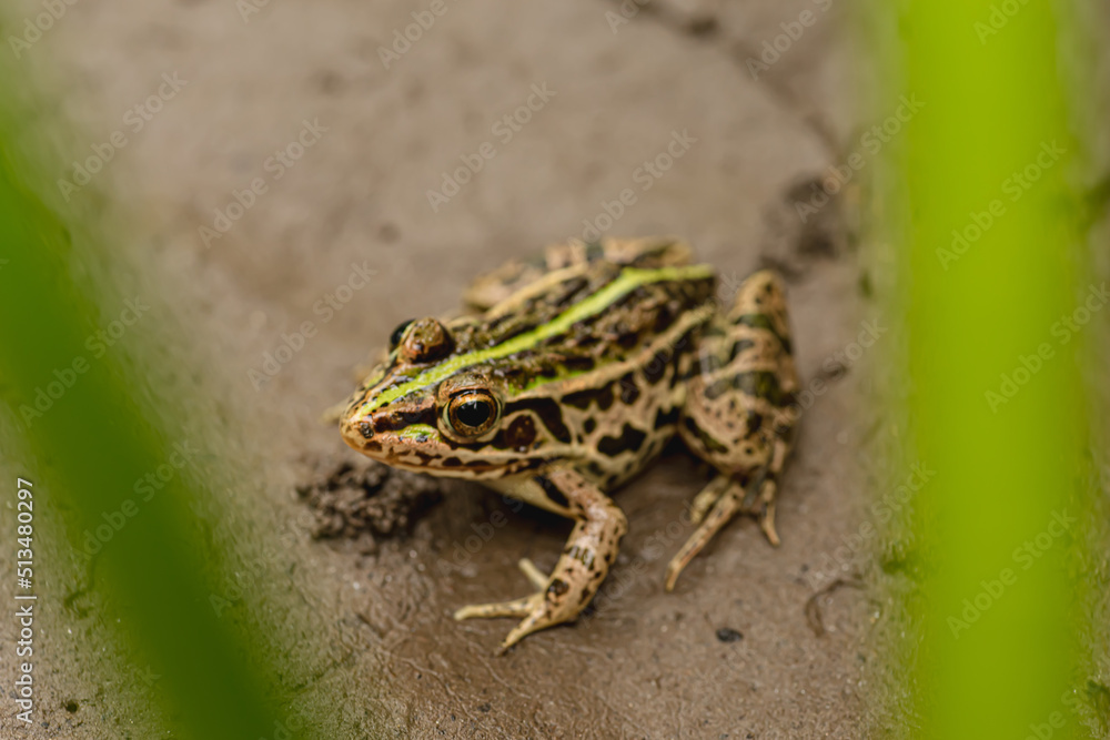 Fototapeta premium 田んぼのカエル