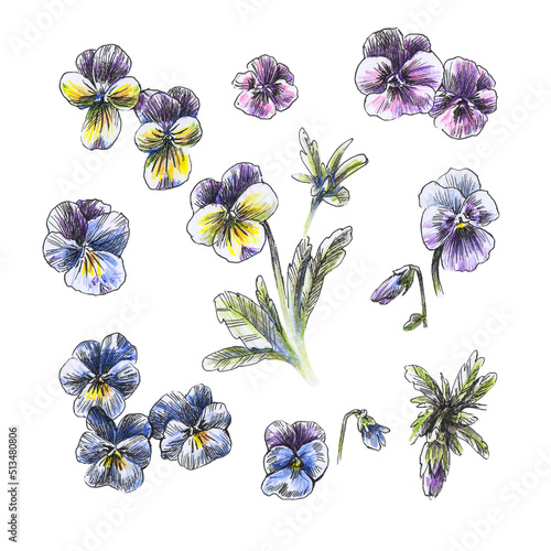 Pansy flowers mix isolated on white background. a set of pansies. Illustration - colored pencils and black pen photo