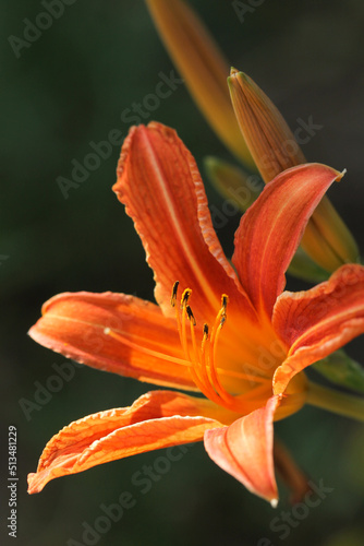 Beautiful orange daylily on a dark background. 