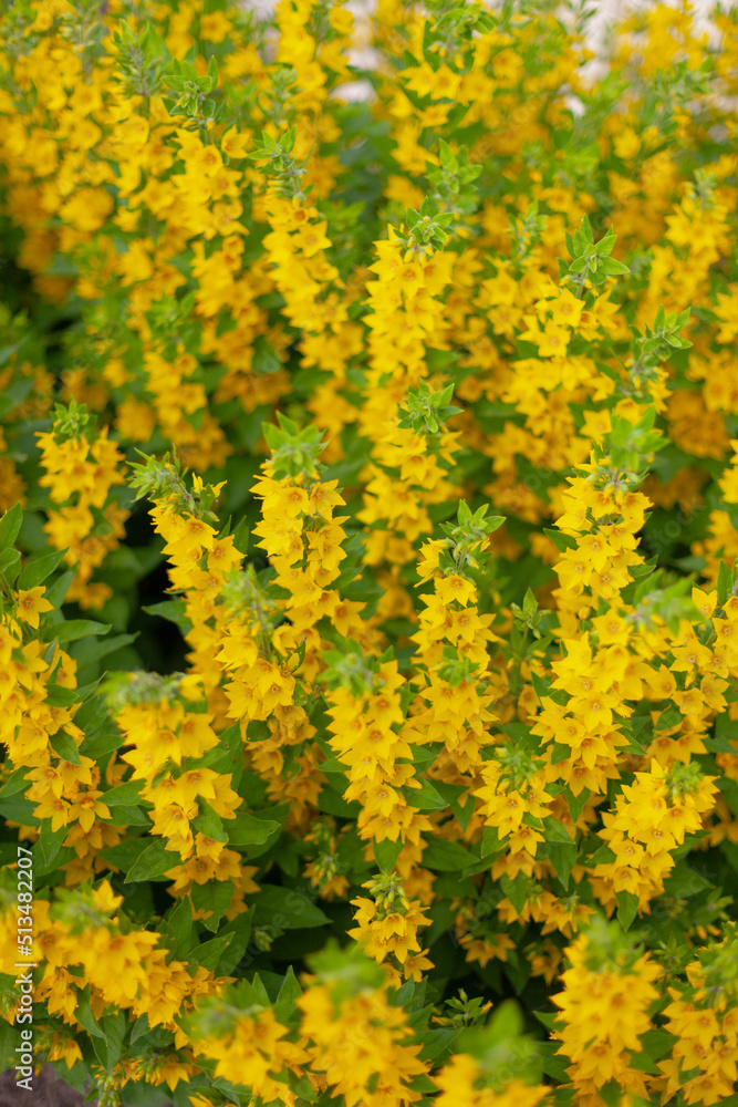 close-up of yellow loosestrife plant. texture. background. vertical photo close-up of yellow loosestrife plant. texture. background. vertical photo