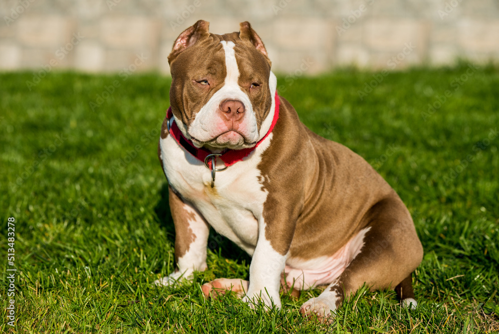 Chocolate color American Bully male dog is on green grass Chocolate color American Bully male dog is on green grass
