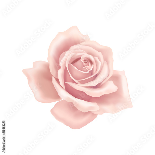 Rose Flower Head Composition