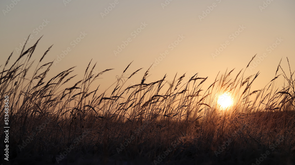 Obraz premium Grass beautiful at summer sunset and soft focus. Selective focus.