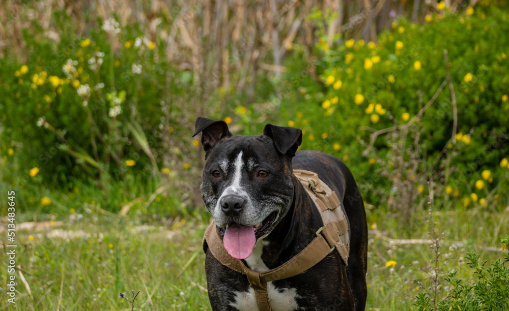 portrait of a black american pit bull playing happy on a green lawn portrait of a black american pit bull playing happy on a green lawn