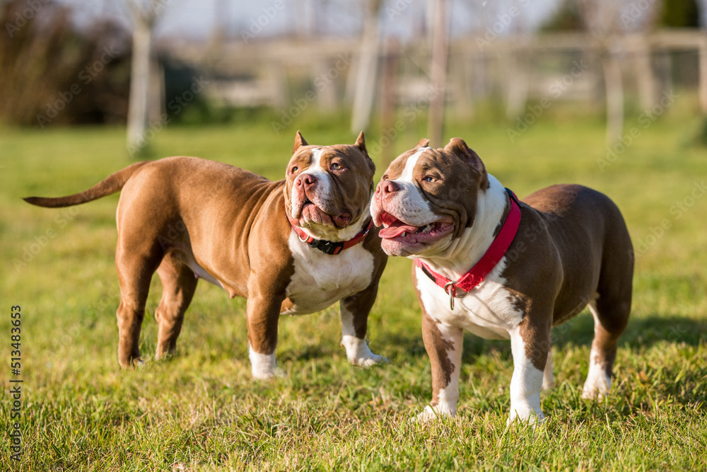 Two Chocolate color American Bully dogs are walking Two Chocolate color American Bully dogs are walking
