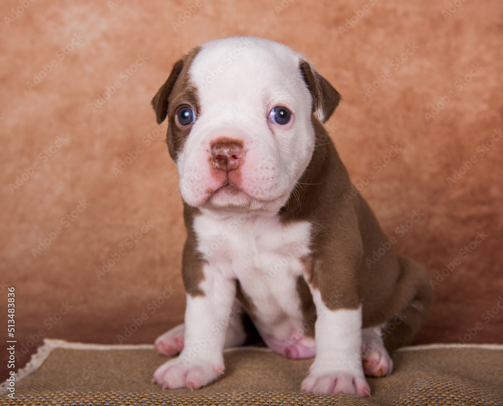 Funny American Bullies puppy on brown background