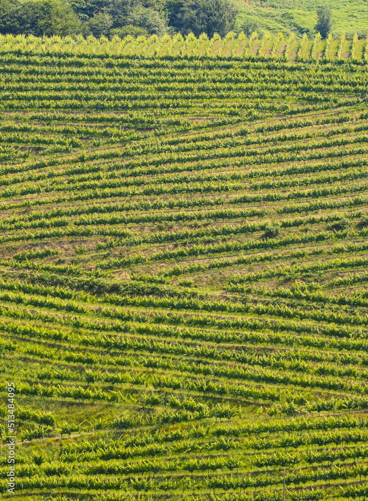 Vineyards for the production of wine in Getaria, coast of Euskadi Vineyards for the production of wine in Getaria, coast of Euskadi