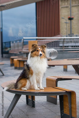 Shetland sheepdog sheltie in the city photo
