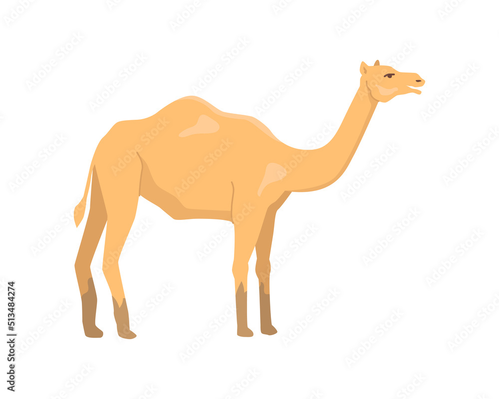 Camel African nature and fauna, isolated animal with humps on back. Domesticated livestock, Savannah and wilderness habitat in Africa. Flat cartoon, vector illustration Camel African nature and fauna, isolated animal with humps on back. Domesticated livestock, Savannah and wilderness habitat in Africa. Flat cartoon, vector illustration