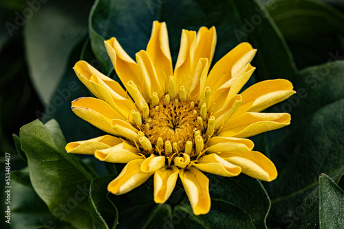 a yellow zinnia
