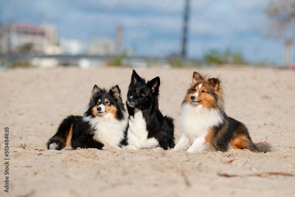border collie and sheltie together at the beach