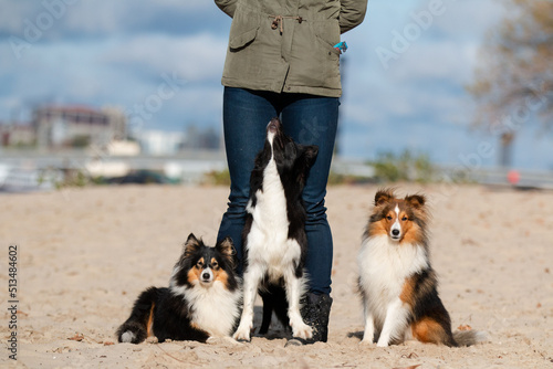 border collie, sheltie and their owner together at the beach