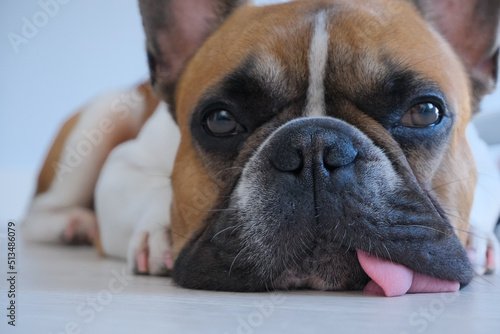 Fototapeta Naklejka Na Ścianę i Meble -  young funny french bulldog relaxing or dreaming closeup portrait, with cute eyes and long tongue, best friend on white background