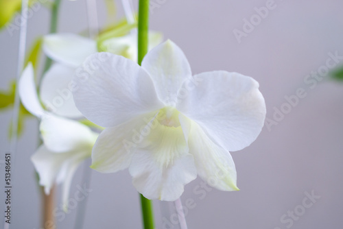 Beautiful Orchid flower blooming in garden floral background