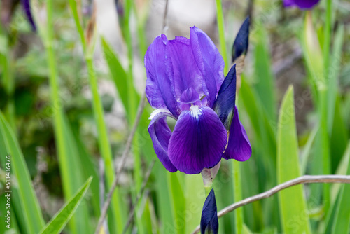 Iris Lutescens flower horizontal 