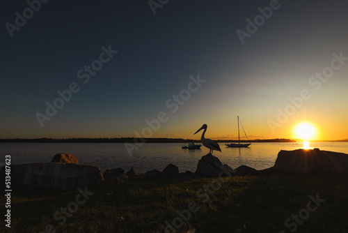Silhouette of pelican with boats on the water in background, vibrant sunset at Iluka NSW Australia.