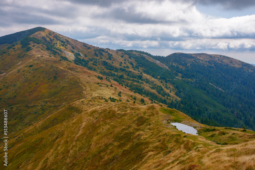 Naklejka premium carpathian mountains on an autumn day. stremenis peak in the distance beneath a cloudy sky. grassy alpine ridge with coniferous forest on the hills