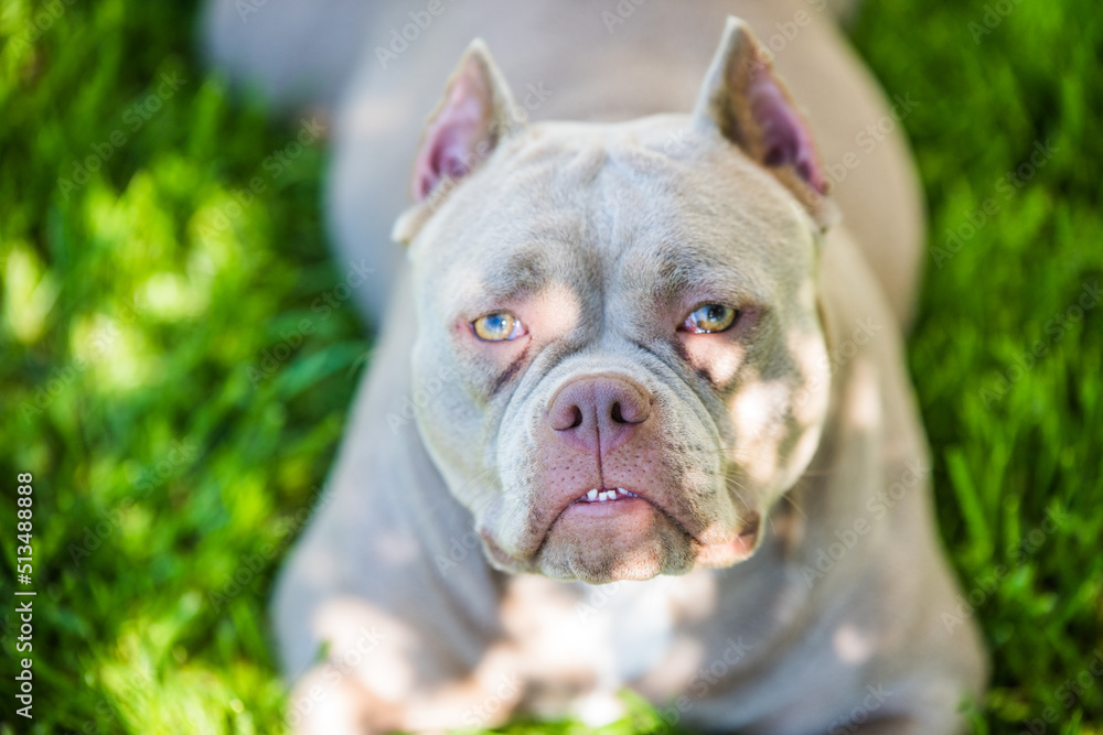 Pocket Lilac color American Bully dog top view outside.