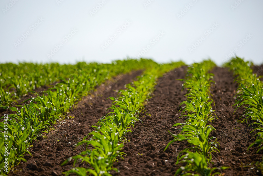 Corn field with young plants on fertile soil, a closeup with vibrant green on dark brown Corn field with young plants on fertile soil, a closeup with vibrant green on dark brown