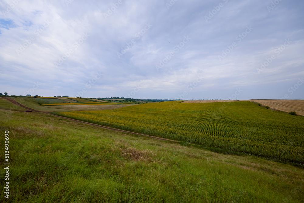 mixed agricultural fields with wheat and sunflower