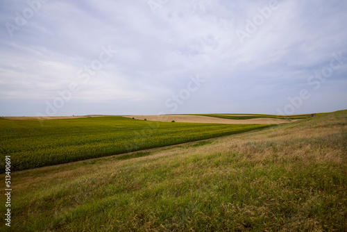 mixed agricultural fields with wheat and sunflower