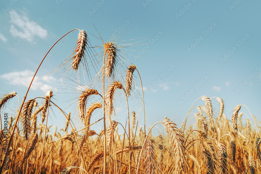 Triticale grain on sunlit golden field with blue sky. Summer or autumn