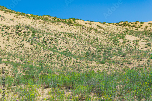 spring desert, blooming vegetation on the edge of the Sarykum sand dune photo