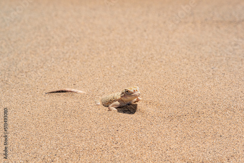desert lizard toadhead agama half burrowing in the sand, close-up © Evgeny
