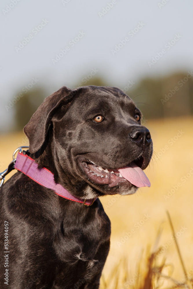 Italian cane corso puppy portrait in the field Italian cane corso puppy portrait in the field