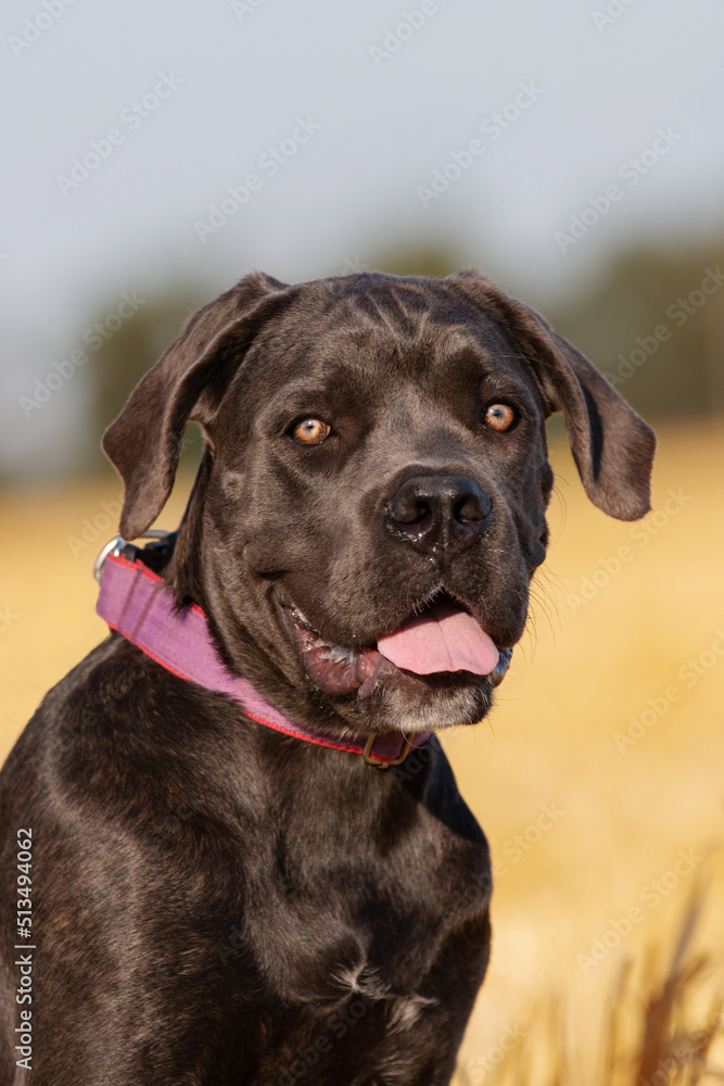 Italian cane corso puppy portrait in the field