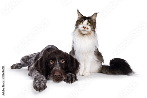 German wirehaired pointer dog pup laying down beside a Maine Coon cat. Both looking towards camera. Isolated on a white background.