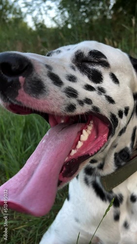 Tired Dalmatian dog lies and rests on grass.