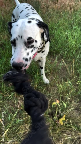 Dalmatian dog plays with man and pulls rope from him.