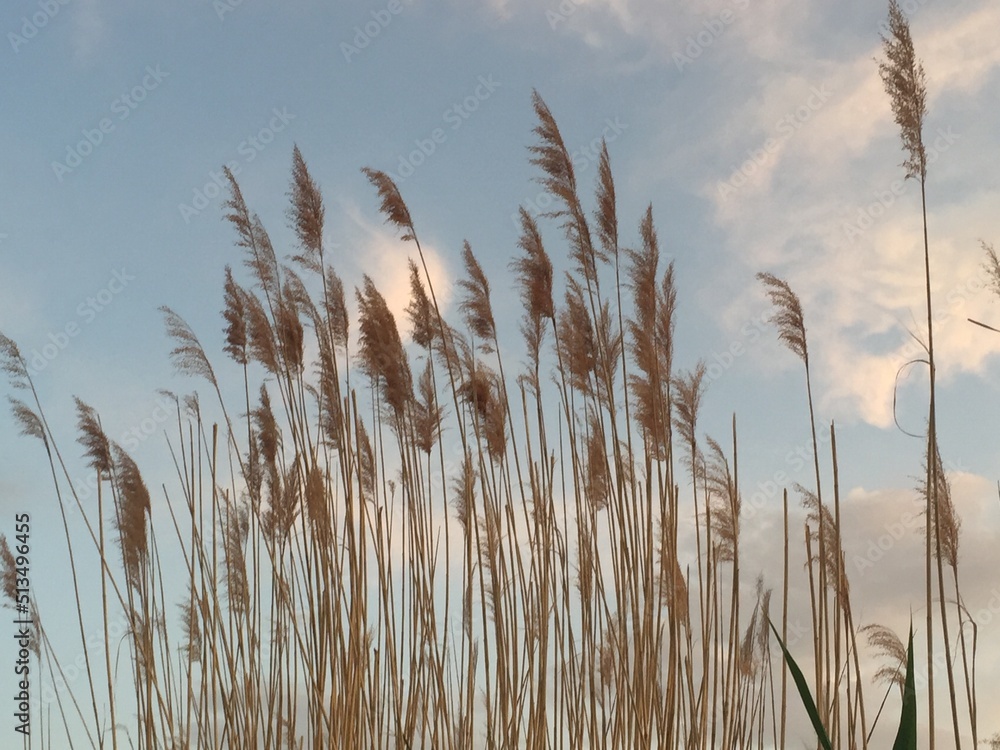 Fresh wheat long stems