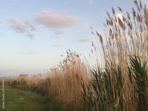 Fototapeta Naklejka Na Ścianę i Meble -  Fresh wheat long stems