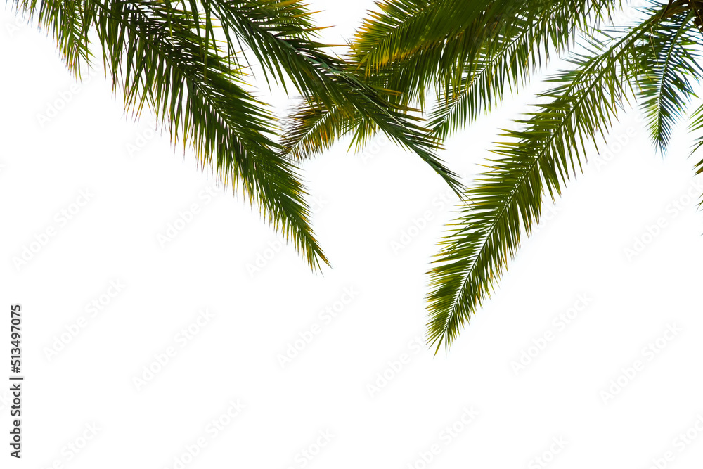 Tropical beach green palm tree leaves isolated on white background, palm leaf branches fronds layout for summer and tropical nature, top view. Border, palms branches frame foliage, copy space.