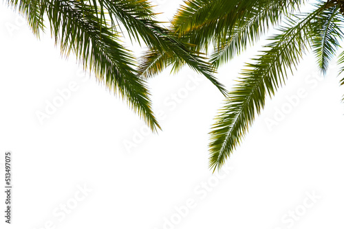 Tropical beach green palm tree leaves isolated on white background  palm leaf branches fronds layout for summer and tropical nature  top view. Border  palms branches frame foliage  copy space.