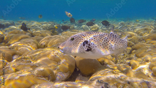 Pufferfish swims over hard corals colony Porites in the morning sun rays. Blackspotted Puffer (Arothron stellatus).Red sea, Egypt