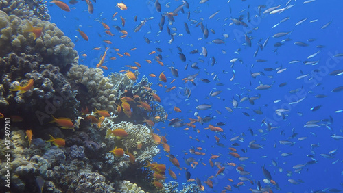 Colorful tropical fish swims on coral reef on blue water background. Underwater life in the ocean. Arabian Chromis  Chromis flavaxilla  and Lyretail Anthias  Pseudanthias squamipinnis . Red sea  Egypt