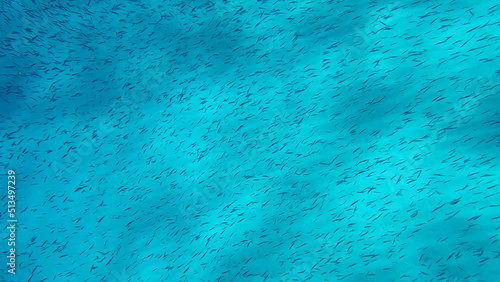 Massive school of small fish swims over sandy bottom background. Shoal of Silver-stripe round herring, slender sprat, or Kibinago minnow (Spratelloides gracilis) Red sea, Egypt